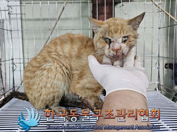 한국동물구조관리협회_441414202400453